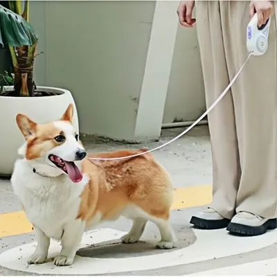 Petopia Corde de traction extensible pour chien avec éclairage LED