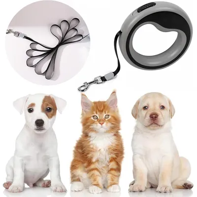 Petopia Corde de traction extensible pour chien, résistante à l'usure