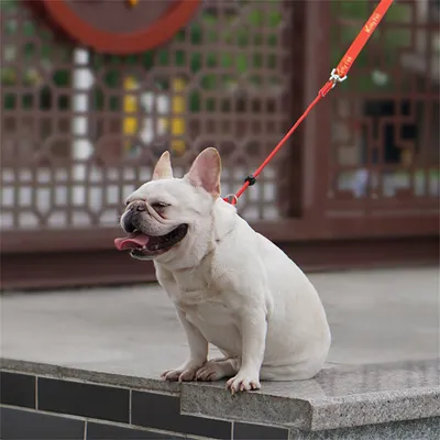 IntiMeg Laisse de dressage pour chien