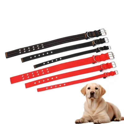 Petopia  Laisse anti-traction pour chien de 2 mètres