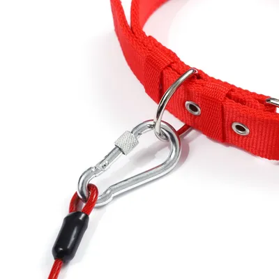 Petopia  Laisse anti-traction pour chien de 2 mètres