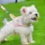 UAMLY Harnais pour Chien avec Laisse(Rose)