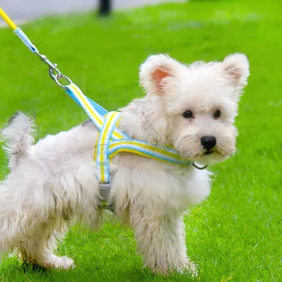 UAMLY Harnais pour Chien avec Laisse(Jaune)