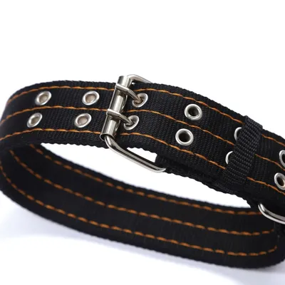 Petopia  Laisse anti-traction pour chien de 2 mètres