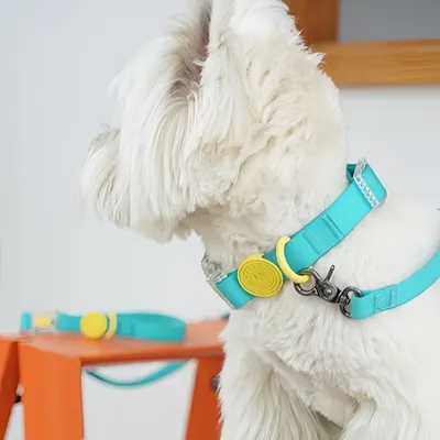 FurryFusion Ensemble collier et laisse breakaway pour chien