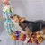 Petopia Jouets pour chiens