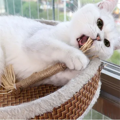 IntiMeg Jouet en bois pour chat 2PCS