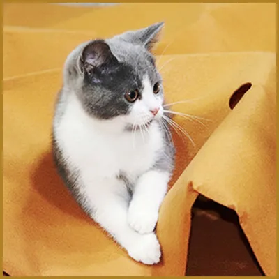 Petopia Mat de jeu interactif pour chat