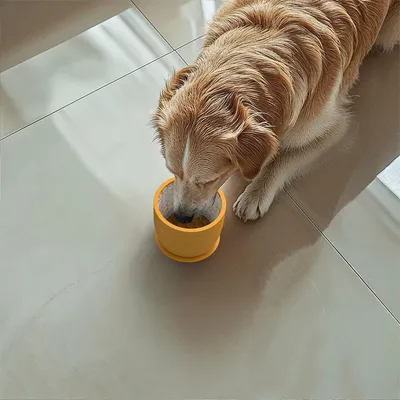 Pet Planet Bol d'alimentation lent pour chien