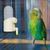 Petopia Distributeur d'eau pour oiseaux