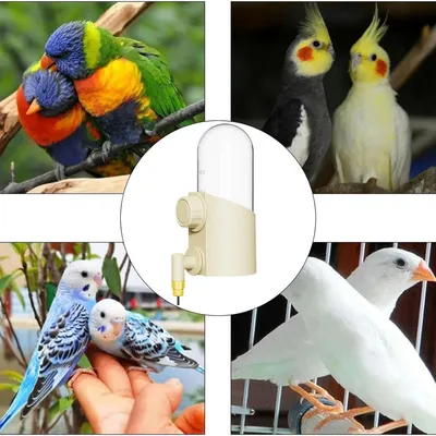 Petopia Distributeur d'eau pour oiseaux