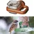 Petopia Tasse d'alimentation pour oiseaux