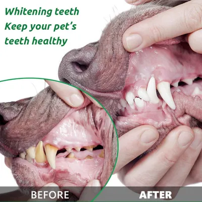 IntiMeg Poudre dentaire pour chiens et chats