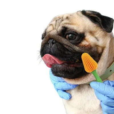 Petopia Brosse à dents pour animaux de compagnie