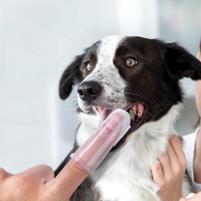 Petopia Brosses à dent doigtiers pour chien et chat