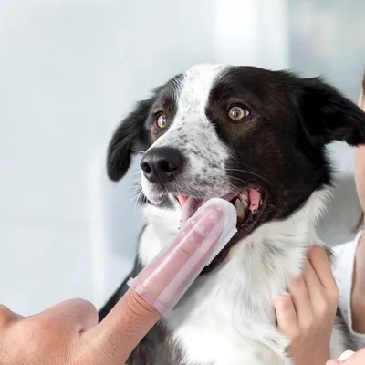 Petopia Brosses à dent doigtiers pour chien et chat