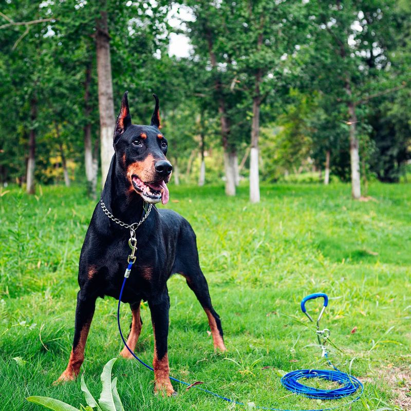 UAMLY Câble et piquet d'attache pour chien