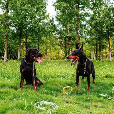 UAMLY Câble et piquet d'attache pour chien