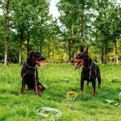 UAMLY Câble et piquet d'attache pour chien