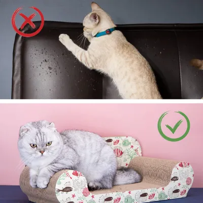 Planche à gratter pour chat, canapé avec herbe à chat