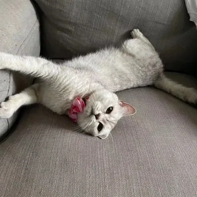 Petopia Collier pour chats et petits chiens