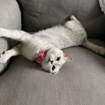 Petopia Collier pour chats et petits chiens
