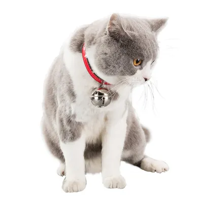 Pet Planet Collier pour chiens et chats avec cloche