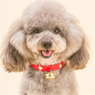 Pet Planet Collier pour chiens et chats avec cloche