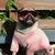 UAMLY Hunde-Sonnenbrille mit UV-Schutz UAMLY Hunde-Sonnenbrille mit UV-Schutz