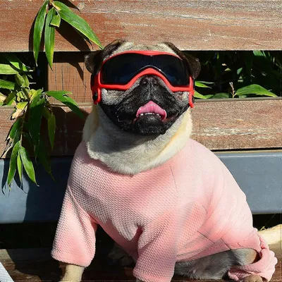 UAMLY Hunde-Sonnenbrille mit UV-Schutz UAMLY Hunde-Sonnenbrille mit UV-Schutz