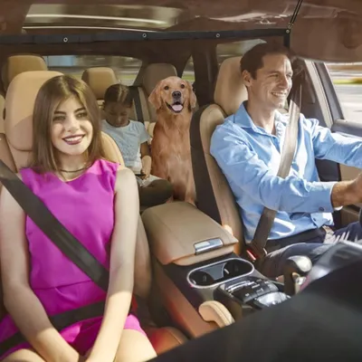 Filet de sécurité pour chien de voiture