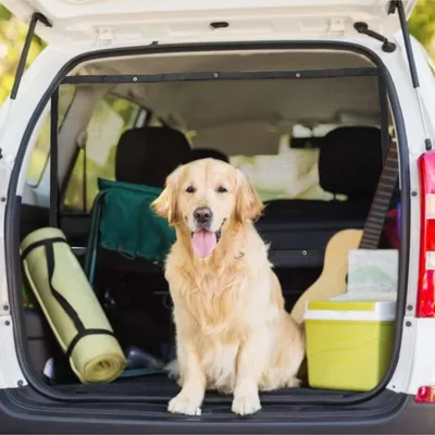 Filet de sécurité pour chien de voiture