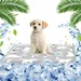 Pet Planet Chiens et Chats TapisRafraichissantSet Tapis Rafraîchissant