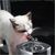 Petopia Filtre pour fontaine à eau pour chats et chiens
