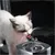 Petopia Fontaine d'eau pour chien et chat