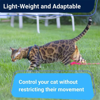IntiMeg Harnais et Laisse Anti - Évasion pour Chat