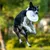 IntiMeg Dressage de chiens au frisbee
