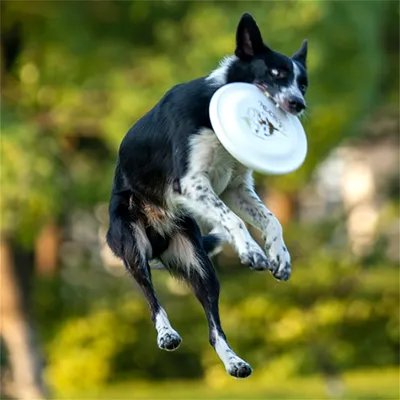 IntiMeg Dressage de chiens au frisbee