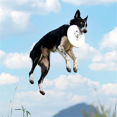 IntiMeg Dressage de chiens au frisbee