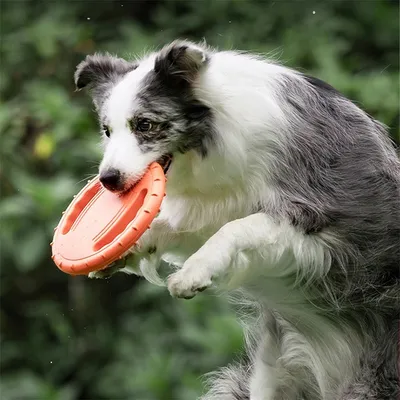 IntiMeg Jouet pour chien Frisbee