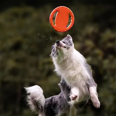 IntiMeg Jouet pour chien Frisbee