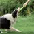 Petopia Frisbee pour chien