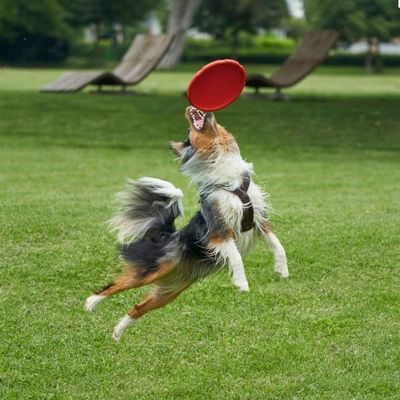 Pet Planet Chiens Deux - Pack Disques Volants en Caoutchouc Naturel