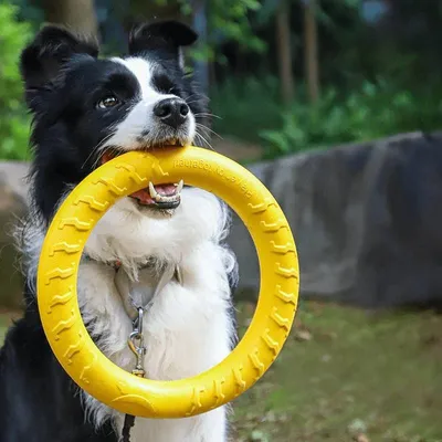 Petopia Anneau de morsure pour chien