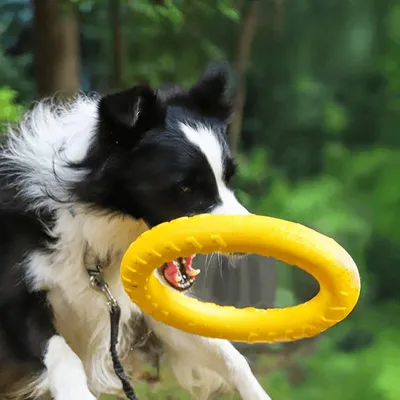 Petopia Anneau de morsure pour chien