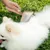 Petopia Peigne de toilettage pour animaux de compagnie