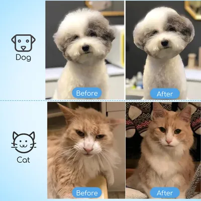 Brosse pour chien à poils longs et courts