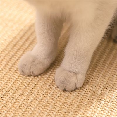 IntiMeg Tapis griffoir pour Chats