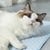 Pet Planet Animaux Cool Summer Tapis Rafraîchissant