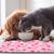 UAMLY Tapis de nourriture pour chien